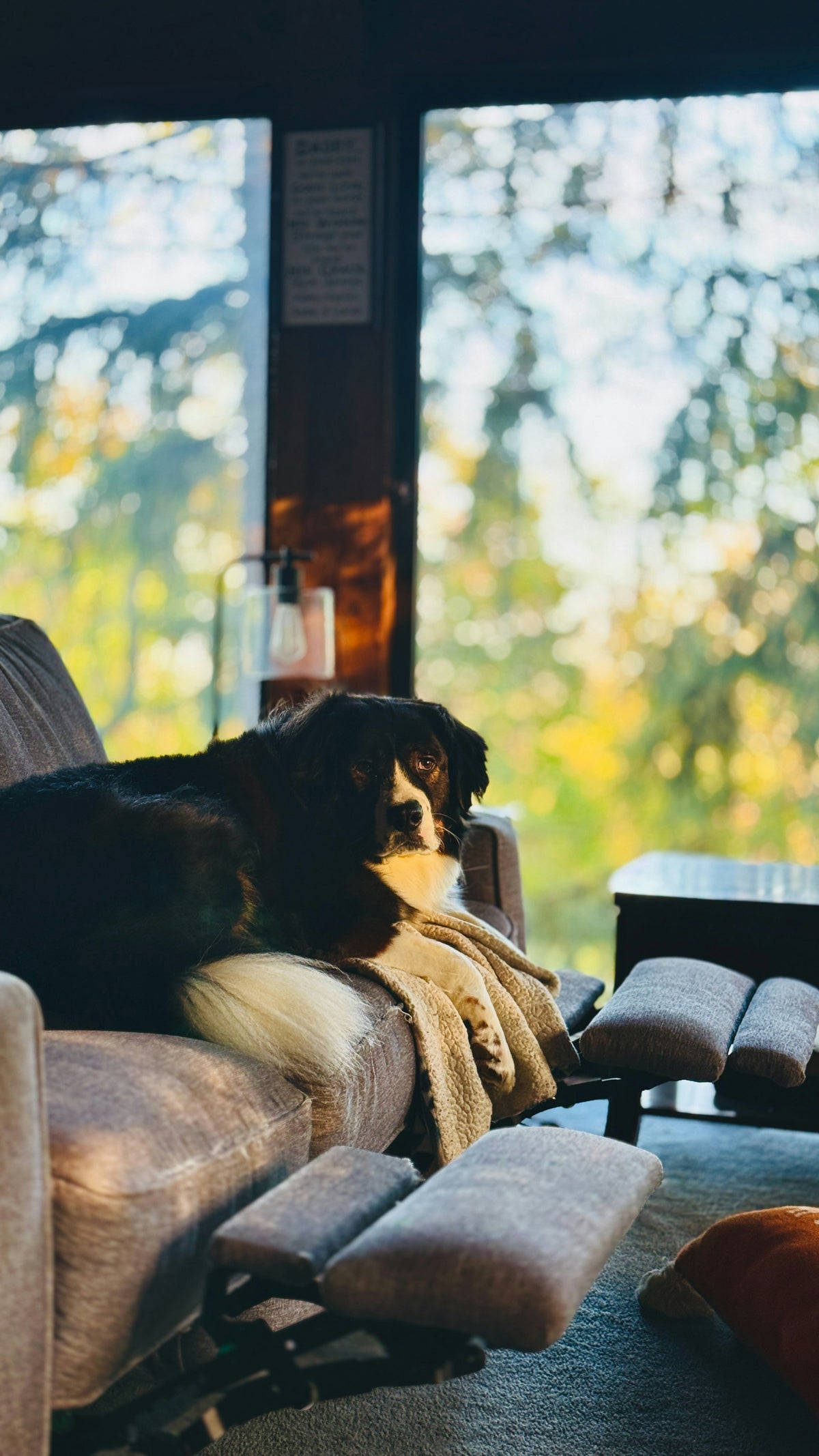 Dog resting on a blanket-covered armchair